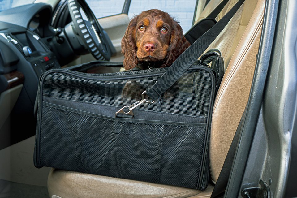 Travel essentials for your dog. Car accessories to take your dog on an adventure.