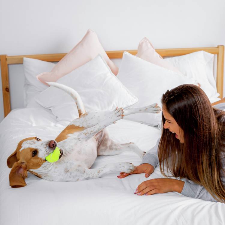 Activity Superstore Dog Friendly Hotel Stays For Two 0