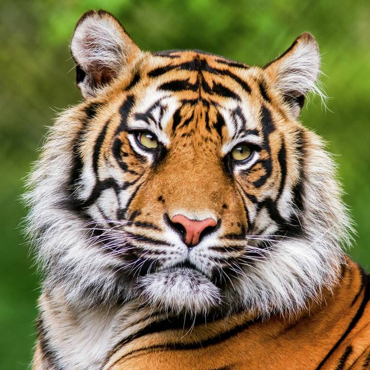 Activity Superstore Dudley Zoo Gardens For 4 Gift Experience 0