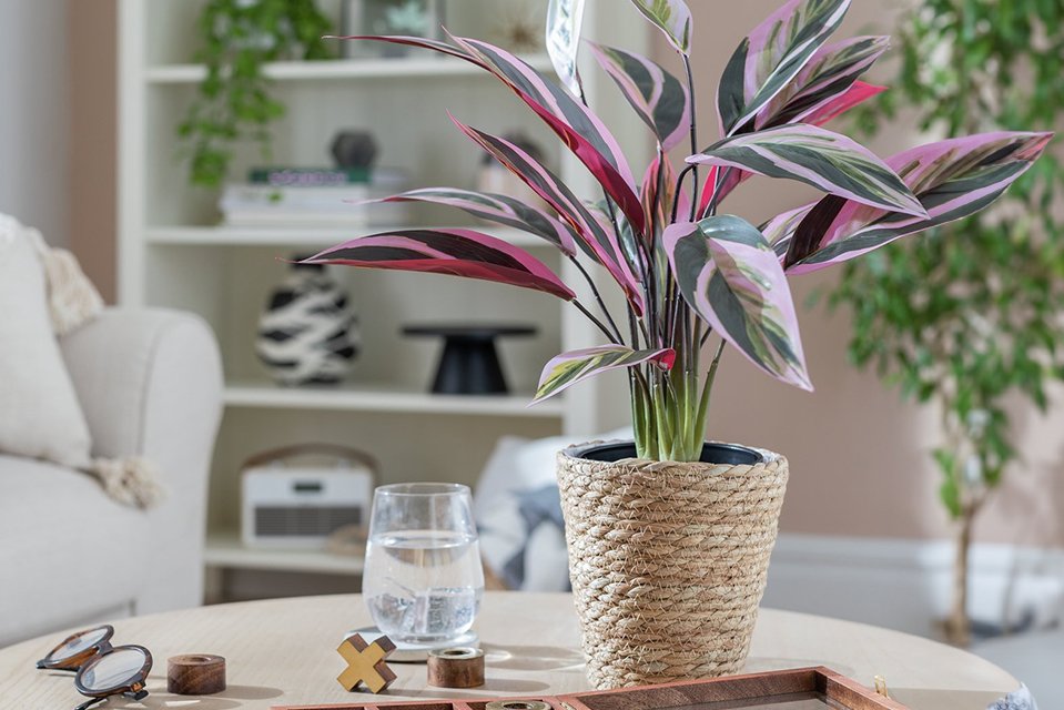 Habitat Artificial Large Stromanthe Tricolor Plant.