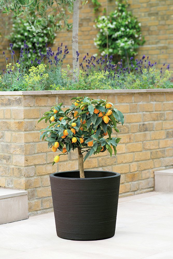 Keter 40cm Varese Low Planter Review