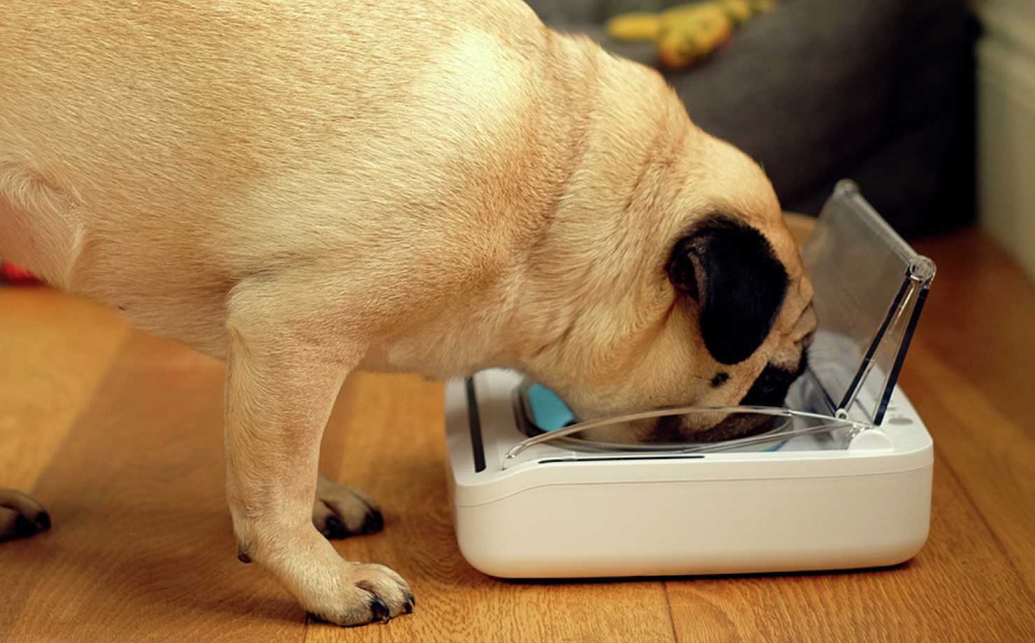 Pug sales cushion argos