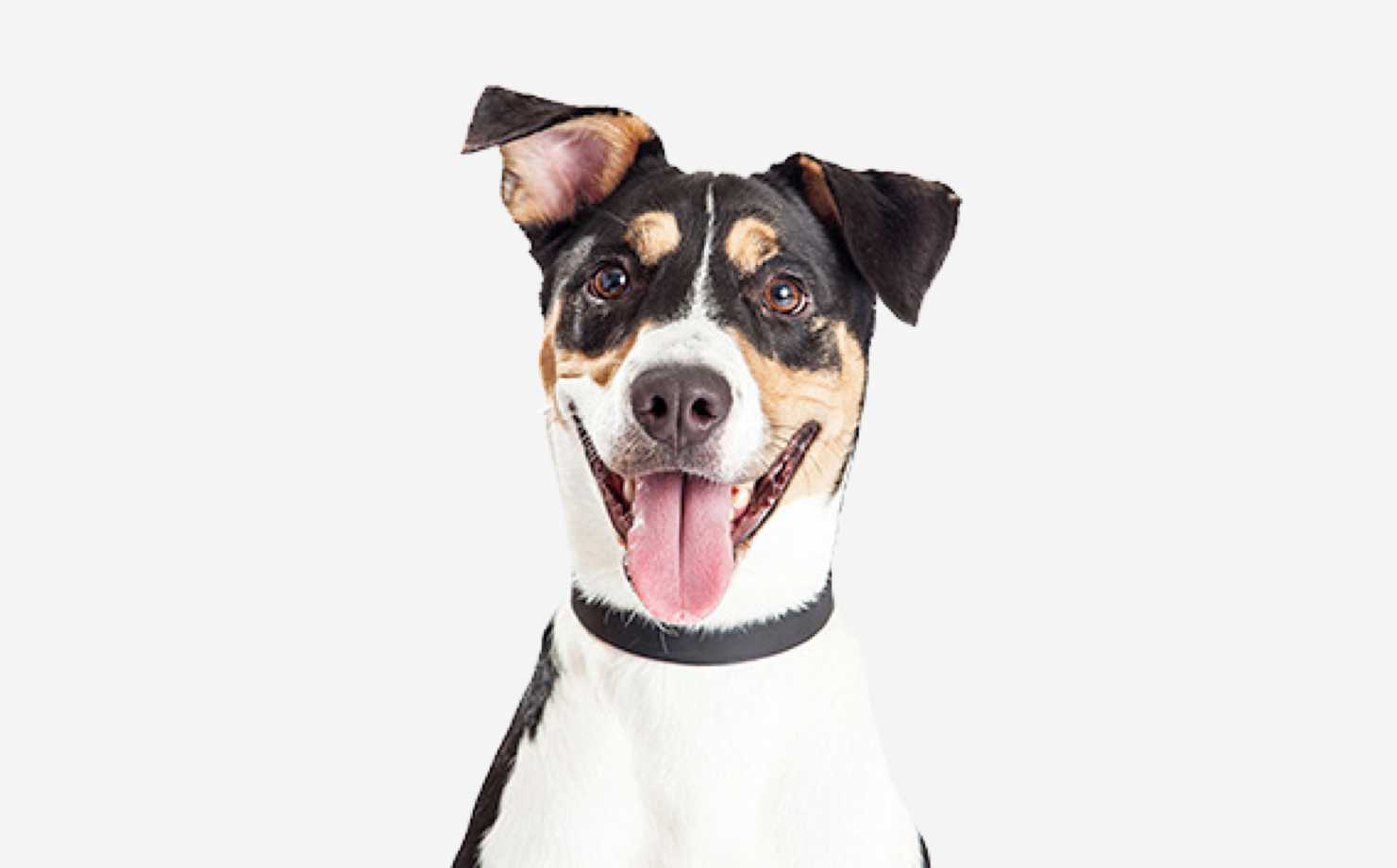 Puppy Checklist Argos