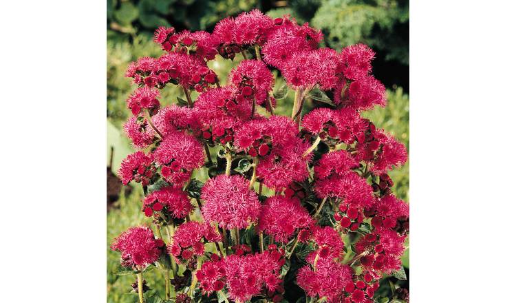 Marshalls Garden Ageratum Seeds 'Red Sea' - 20 Seeds