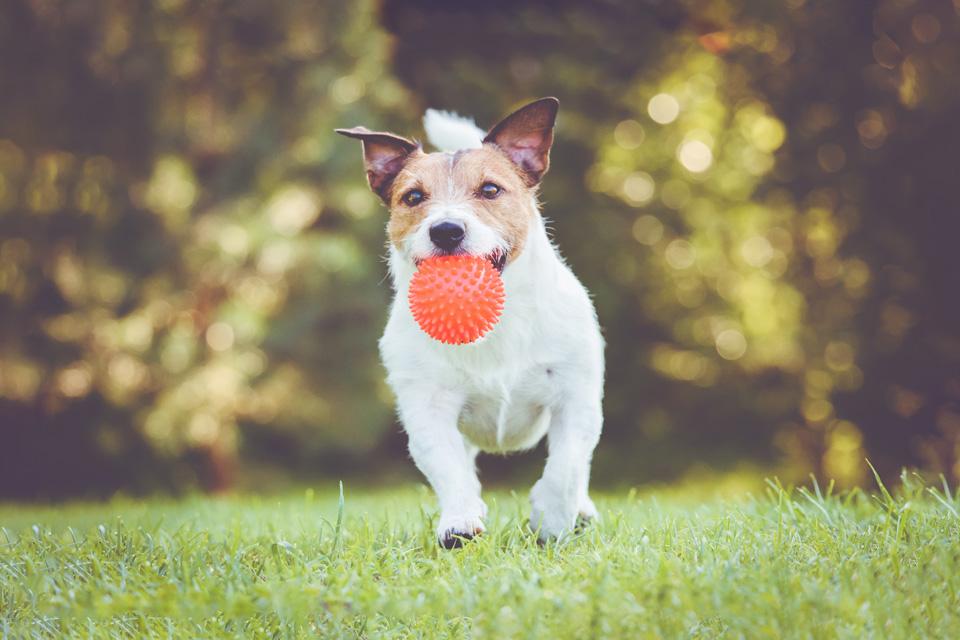 A small terrier dog running in field carrying a red ball in its mouth.