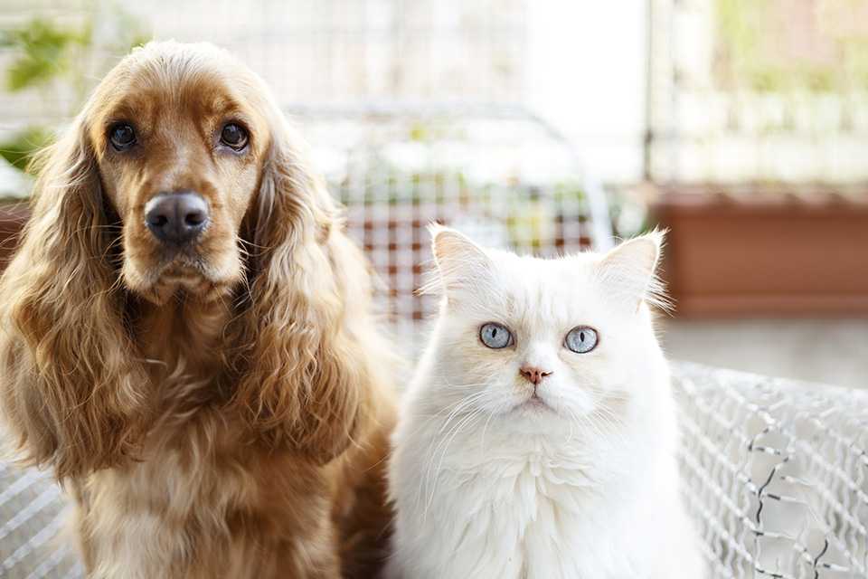 A cocker spaniel dog and long haired white cat sat togetheron a chair, looking at the camera.