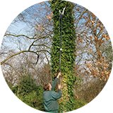 A man using a Spear & Jackson Razorsharp Telescopic Pruner.
