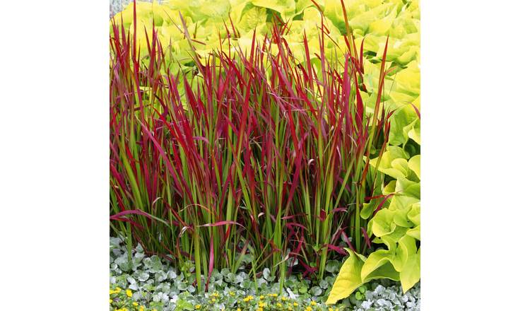 Marshalls Garden Imperata Cylindrica 'Red Baron' - 3 x 9cm Plants