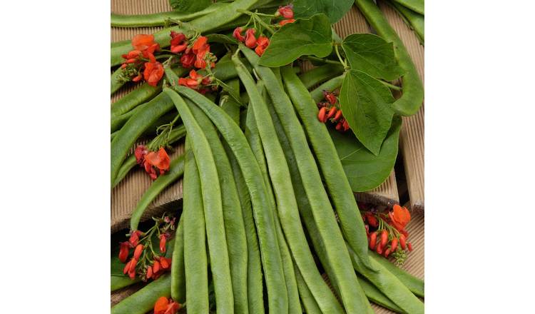 Marshalls Garden Runner Bean Seeds Guinness Record - 50 Seeds
