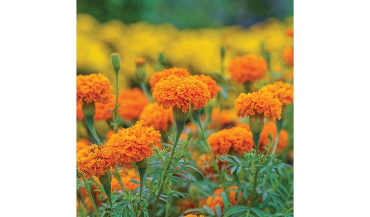 Marshalls Garden African Marigold Seeds 'Hot Stuff' - 50 Seeds