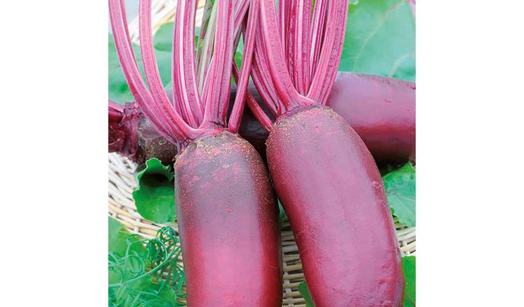 Marshalls Garden Beetroot Seeds 'Taunus' F1 - 200 Seeds