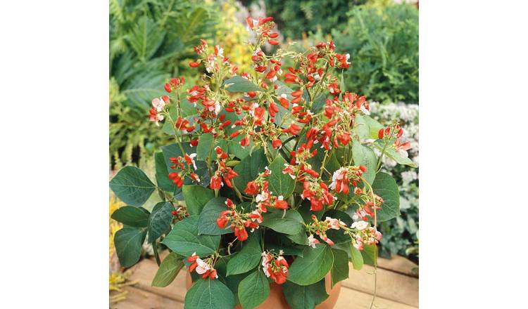Unwins Runner Bean Dwarf  Seeds 'Hestia' - 30 Seeds