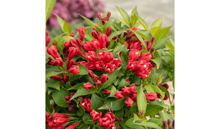 Marshalls Garden Weigela 'All Summer Red' - 3 Litre Plant