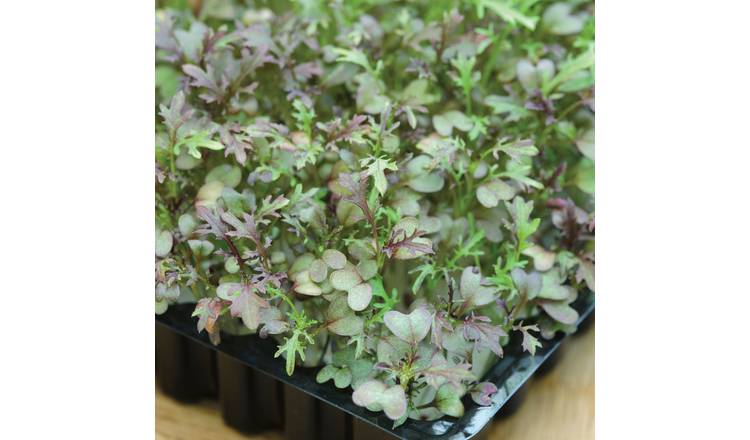 Unwins Microgreens Seeds 'Mustard Red Frills' - 2000 Seeds