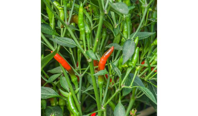 Marshalls Garden Chilli Seeds 'Demon' -  High-Yield Hot Chillies - 10 Seeds