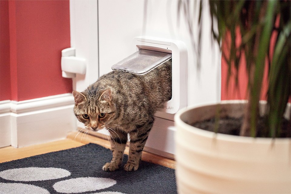 A cat walking in from a SureFlap microchip cat flap.