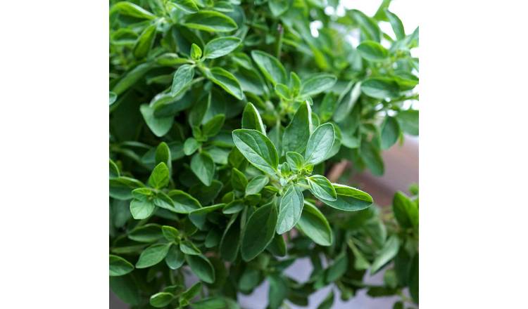 Marshalls Garden Oregano 'Origanum Vulgare' - 1 Litre Plant