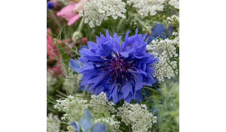 Unwins Wildflower Seeds 'Cornflower' - 100 Seeds