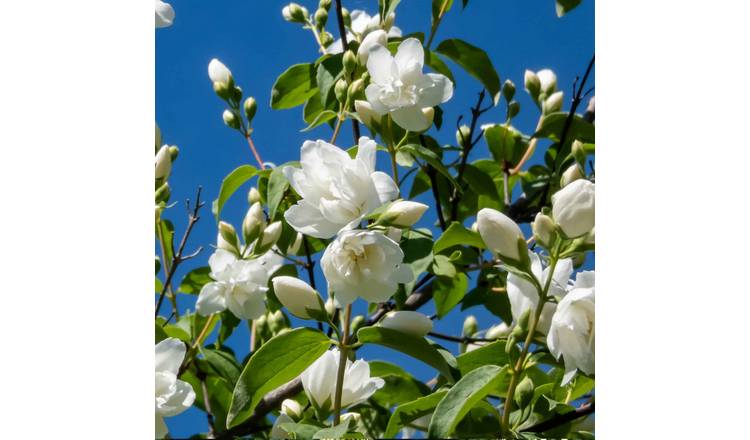 Marshalls Garden Philadelphus 'Virginal' Fragrant  Shrub - 2 Litre Plant