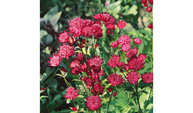Marshalls Garden Astrantia 'Claret' - Deep Ruby-Red Perennial Flower - 9cm Plant