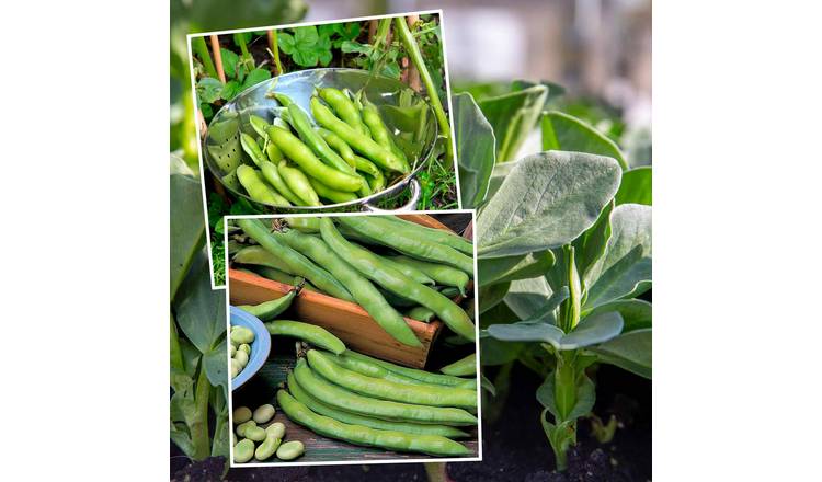 Marshalls Garden Broad Bean Seeds Duo Pack