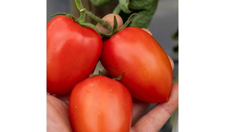 Marshalls Garden Tomato Seeds 'Plum Nagina' F1 - 12 Seeds