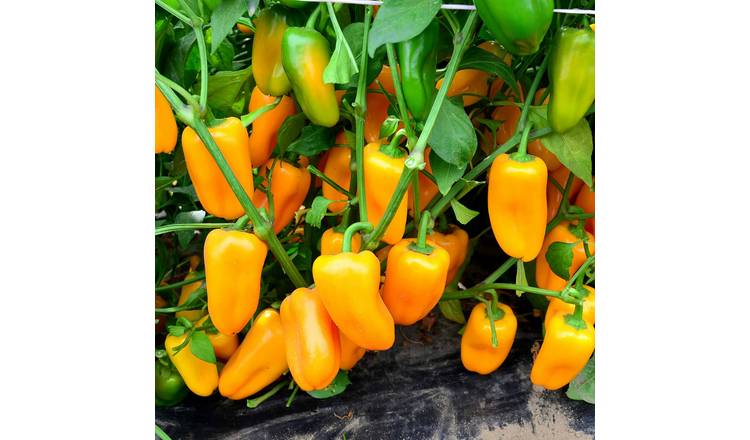 Marshalls Garden Pepper Seeds 'Sweet Snackbite Yellow' F1 - 4 Seeds