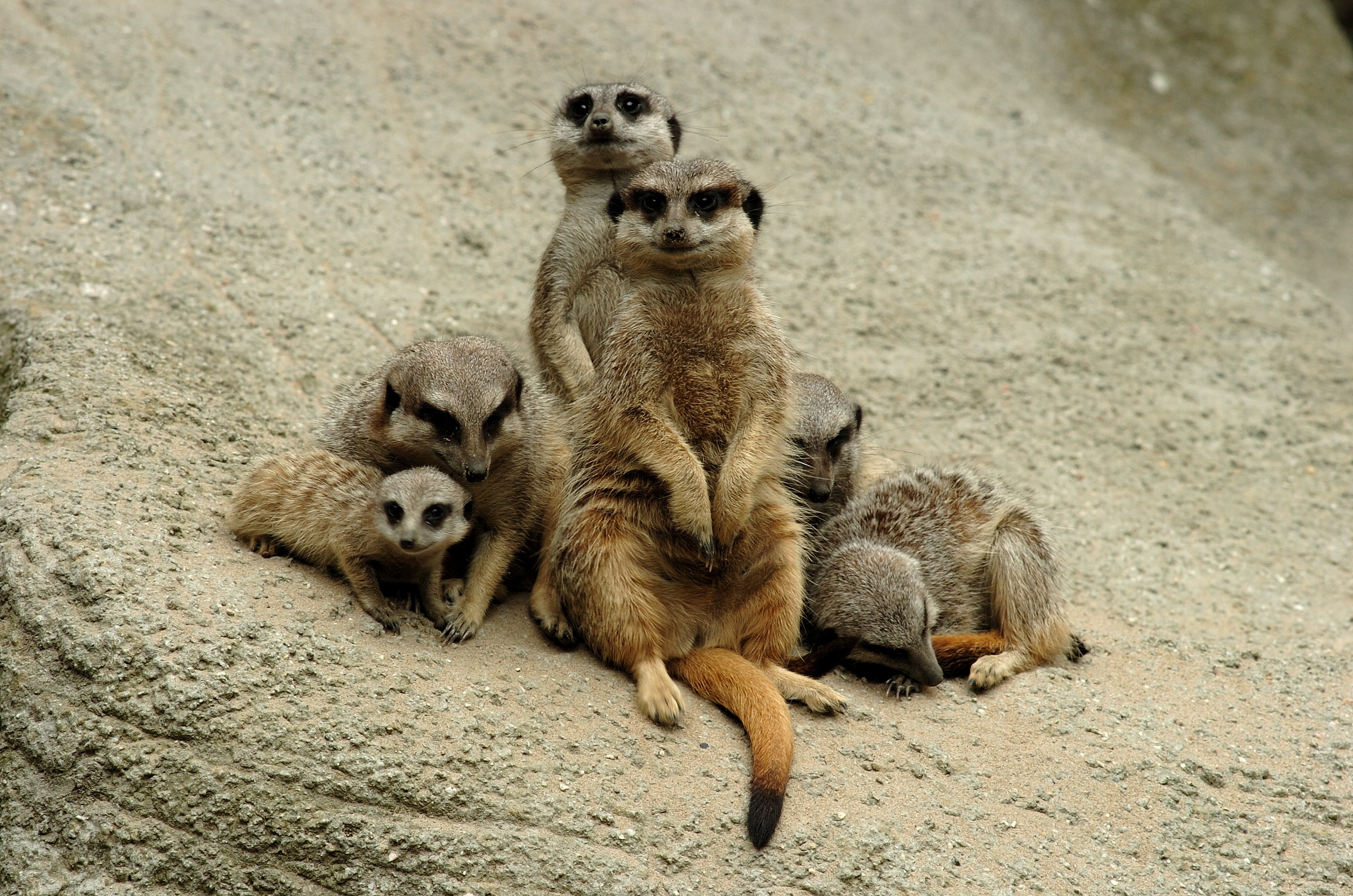 Meerkat Encounter for Two Gift Experience
