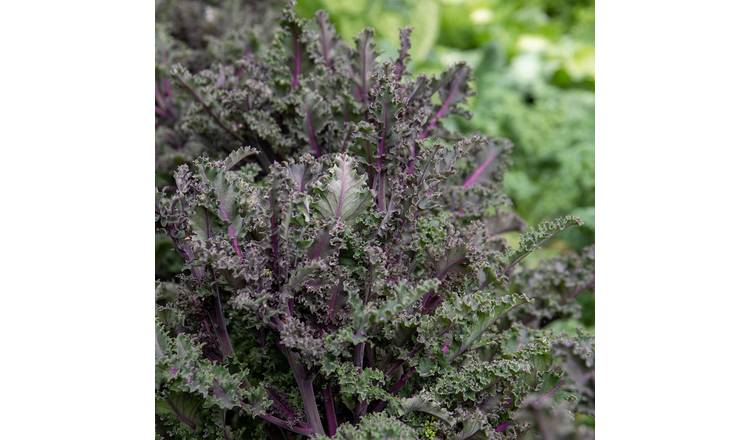 Unwins Kale Seeds 'Redbor' - 30 Seeds