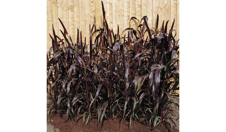 Marshalls Garden Millet Seeds 'Purple Majesty' F1 - 8 Seeds