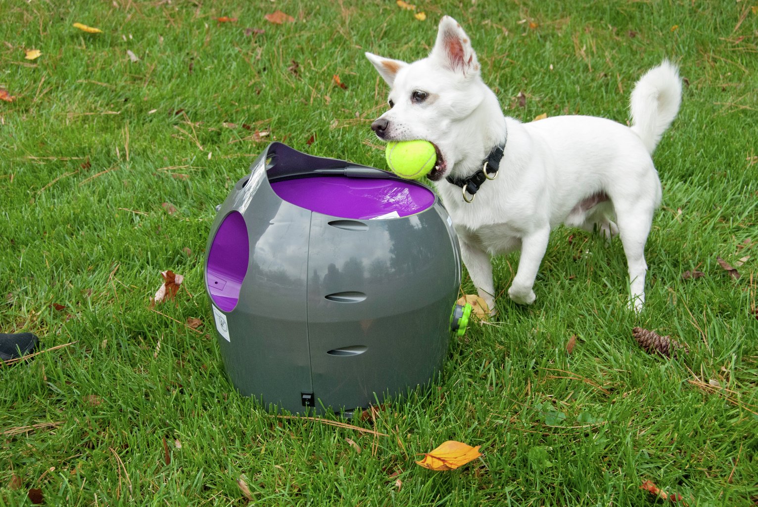 auto ball thrower for dogs
