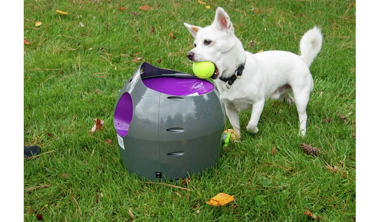 Automatic dog clearance toy