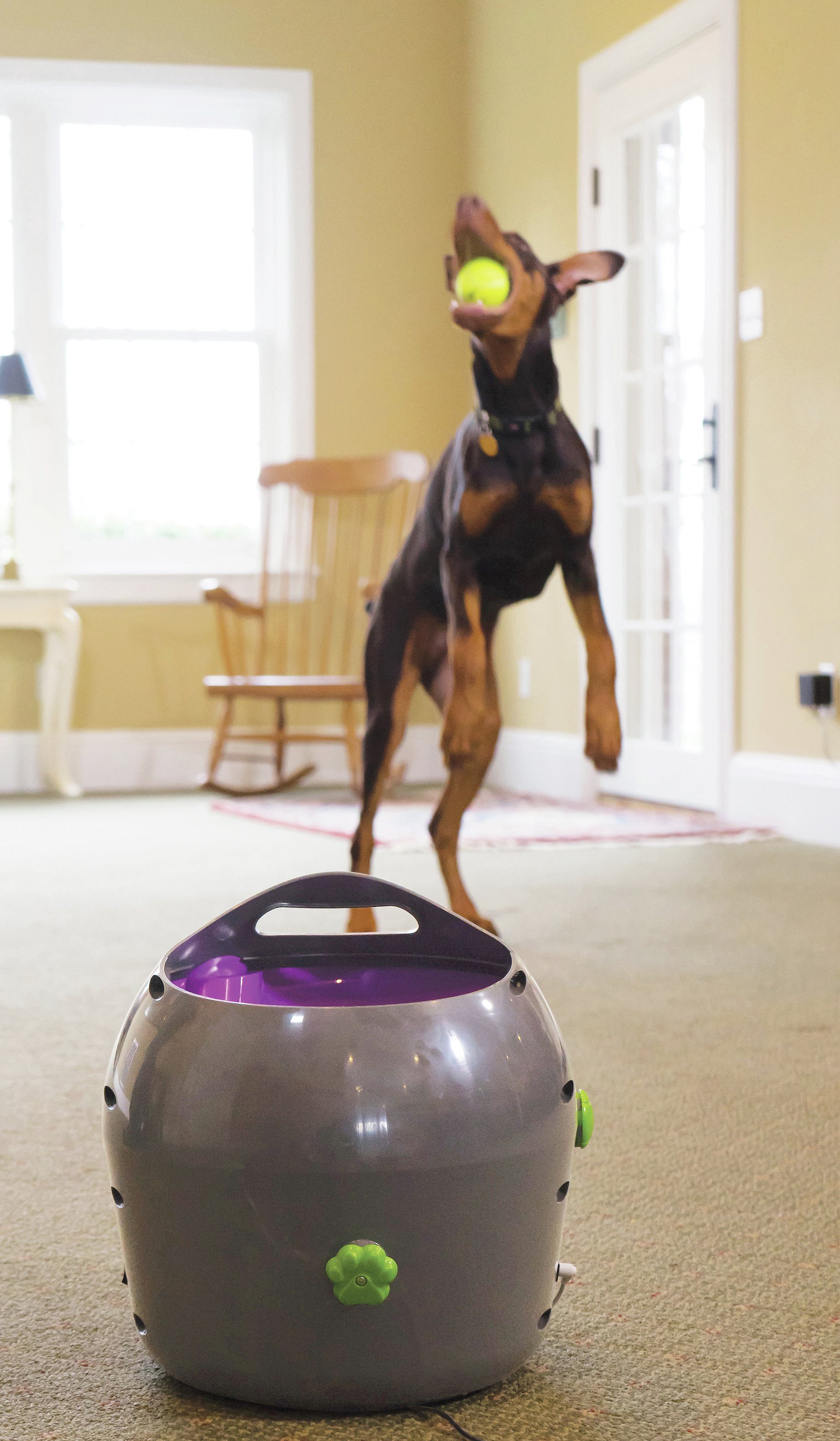 PetSafe Automatic Ball Launcher Review