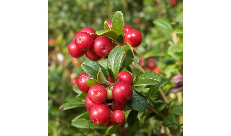 Marshalls Garden Lingonberry Plant - 2 Litre Plant