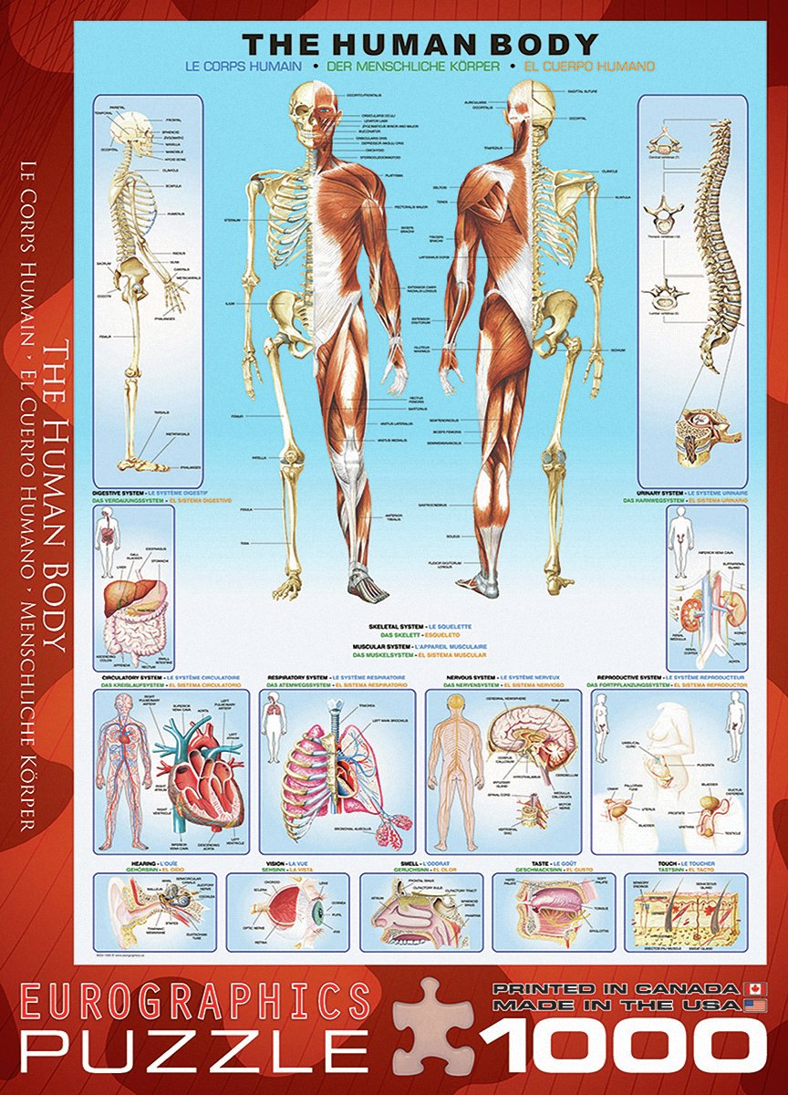 Eurographics 1000 Piece The Human Body Puzzle