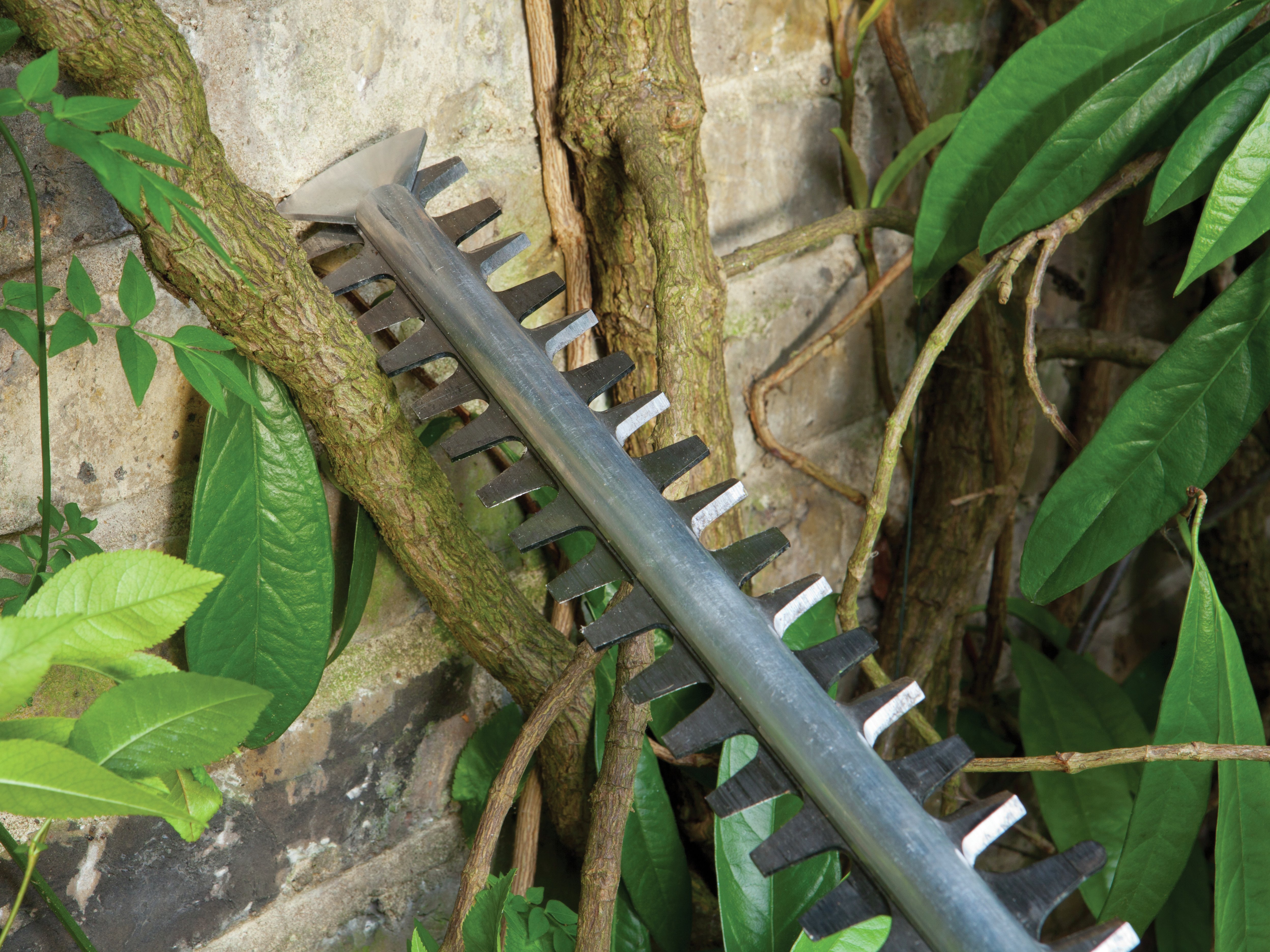 argos bosch hedge trimmer