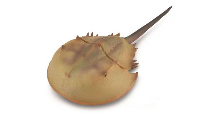CollectA Horseshoe Crab - 3 Years +