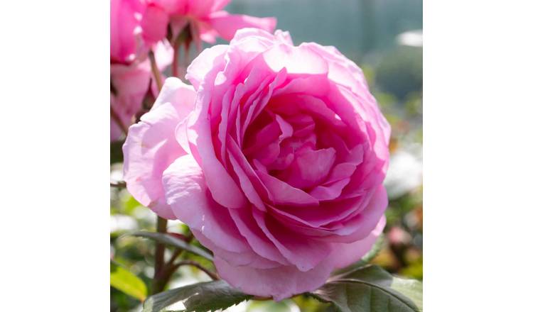 Marshalls Garden Rose 'Mum In A Million' (Hybrid Tea) -  3 Litre Plant