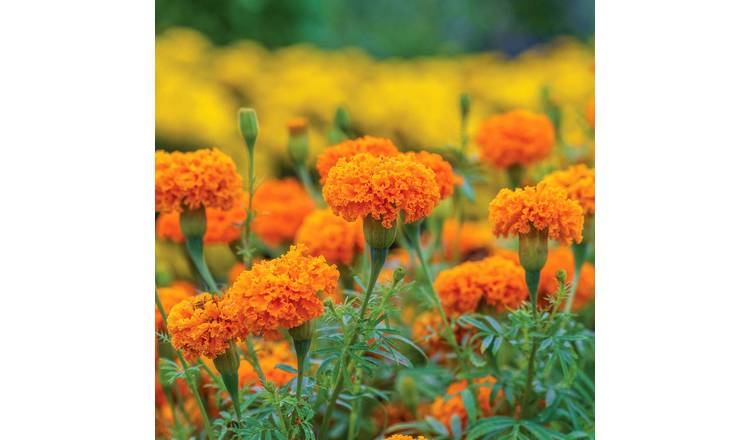 Marshalls Garden Marigold Seeds Hot Stuff - Deep Orange - 50 Seeds
