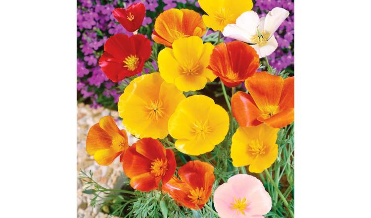 Unwins Californian Poppy Seeds 'Superb Mix' - 600 Seeds