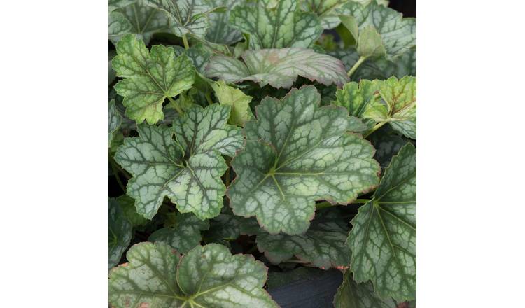 Marshalls Garden Heuchera Seeds 'Marvellous Marble' - 25 Seeds