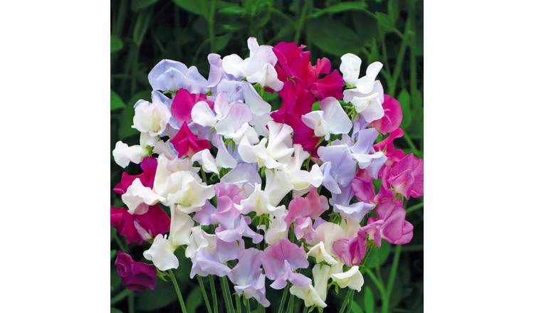 Unwins Sweet Pea Seeds 'Confetti' - 21 Seeds