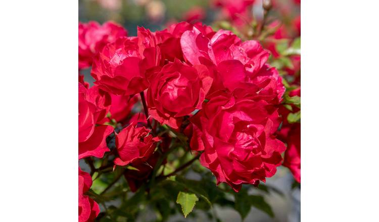 Marshalls Garden Rose 'Sweet Wishes' -  4.5 Litre Plant