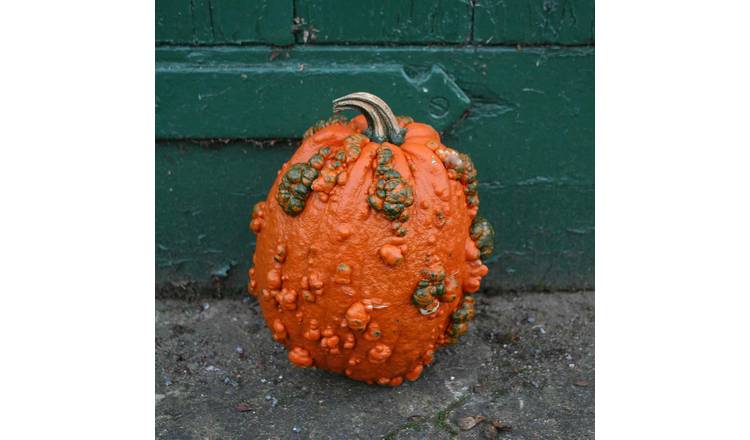 Marshalls Garden Pumpkin Seeds 'Goosebumps' F1 - 8 Seeds