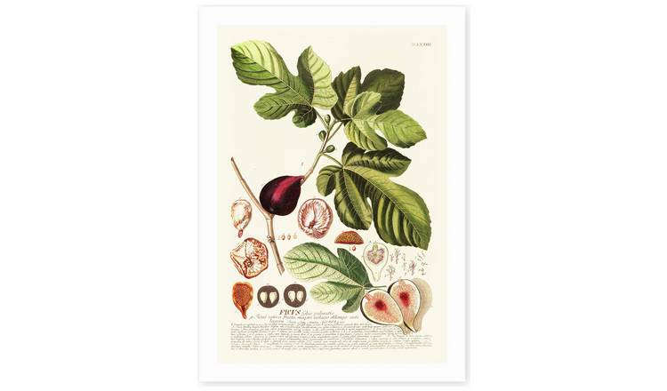 East End Prints Ficus Art Print - A3