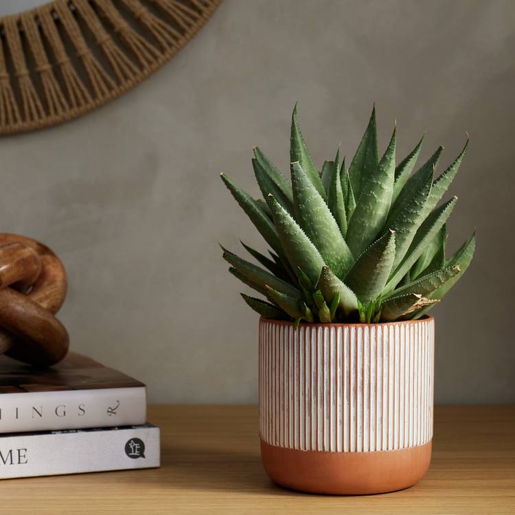 Habitat Terracotta Medium Planter - Orange 0