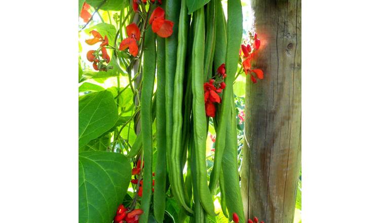 Marshalls Garden Runner Bean Seeds Firestorm - Self-Fertile - 45 Seeds