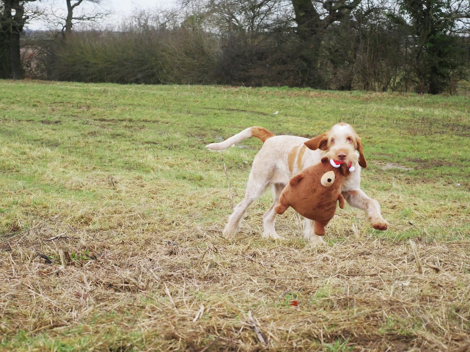 barking dog toy argos