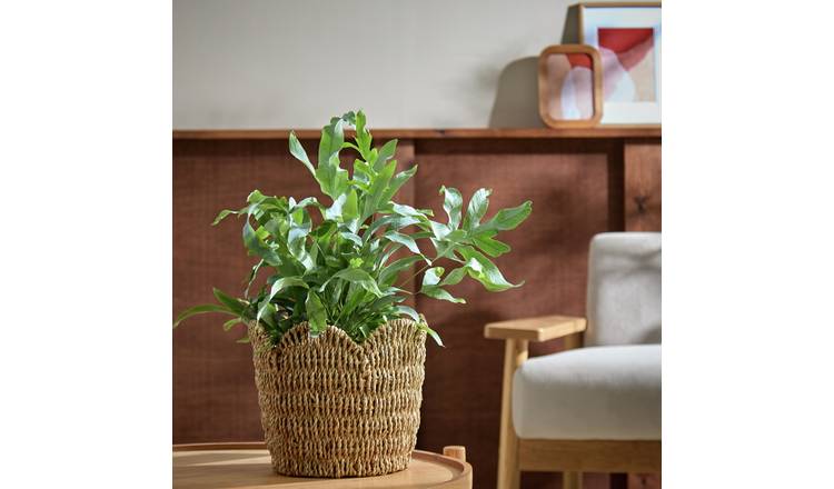 Habitat Small Scallop Rattan Planter - Natural