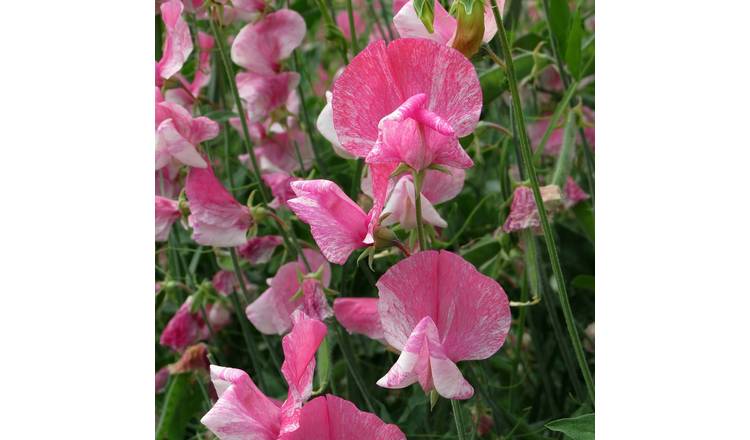 Unwins Sweet Pea Seeds 'Our Heroes' - Heirloom Carmine-Magenta Flaked - 20 Seeds